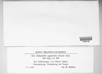 Xenodidymella applanata image